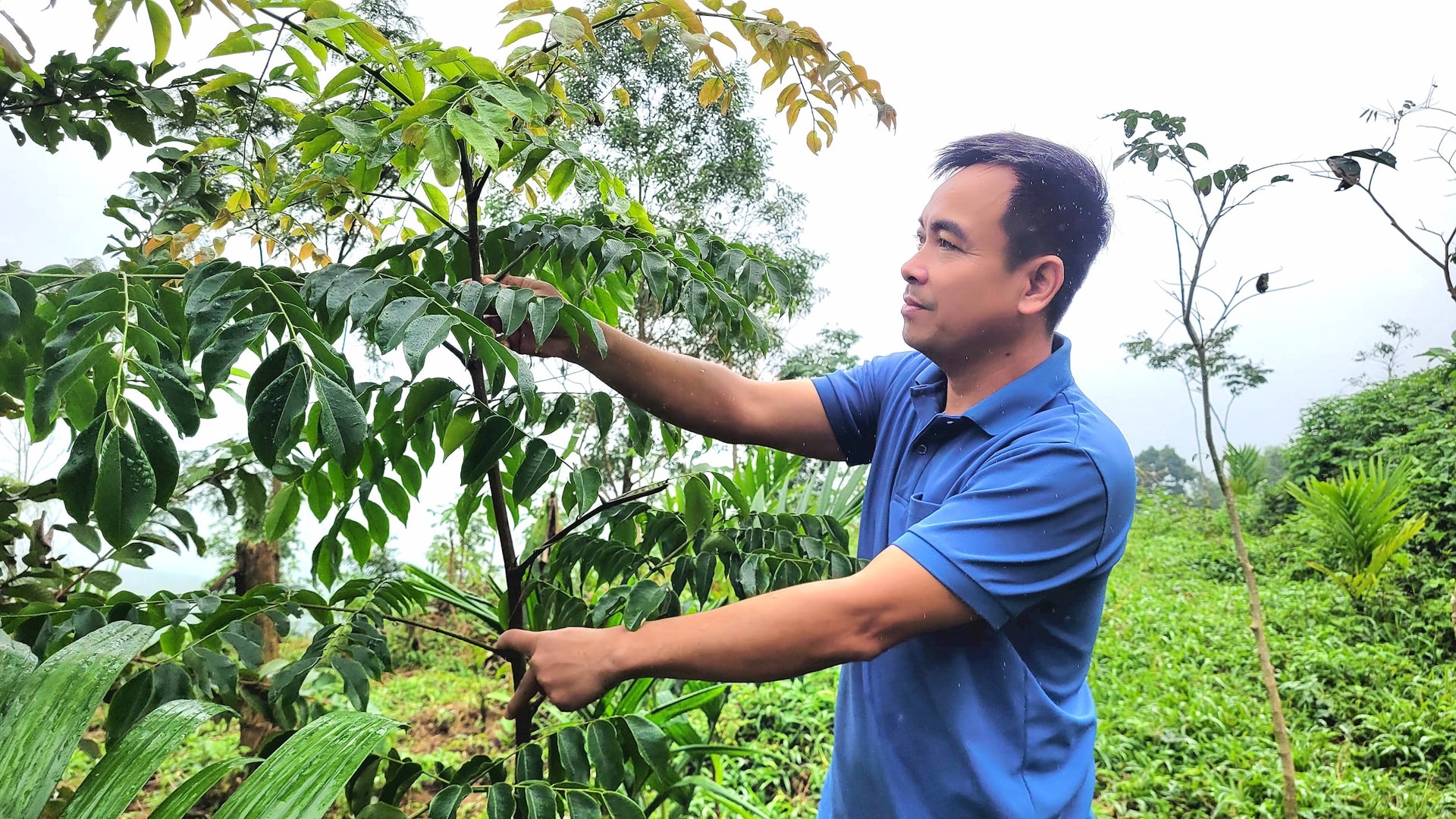 Người gây rừng bách thảo trên xứ Tiên
